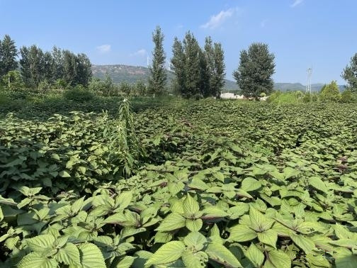 中药材种植基地 朱江淼提供.jpg